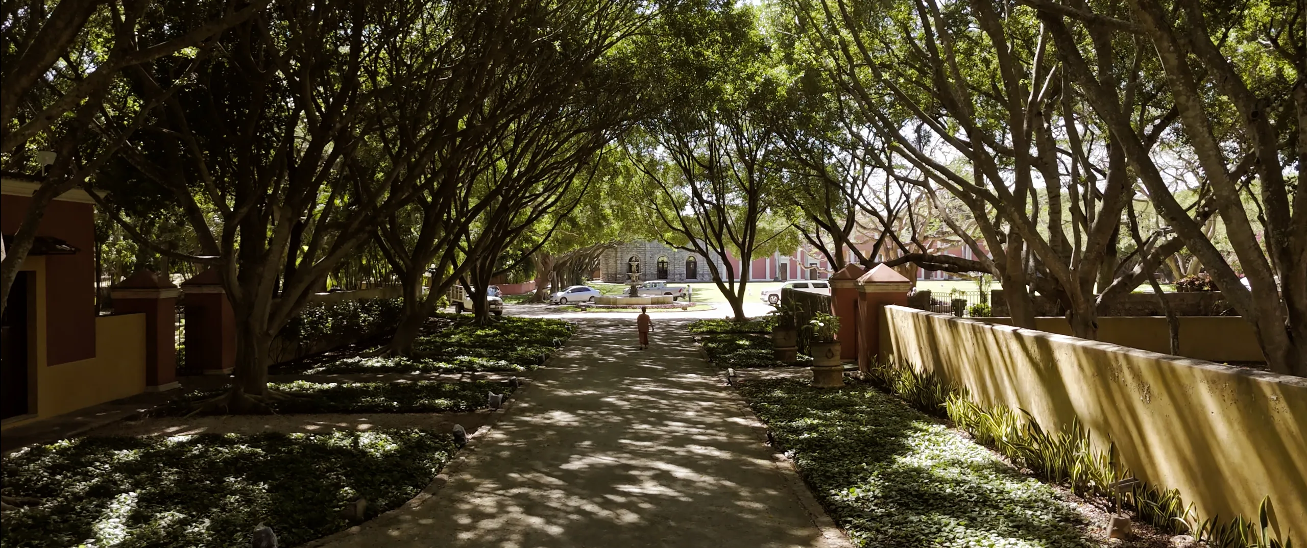 Tree-lined entrance corridor at Hacienda Xtepen, near Mérida, Yucatán.